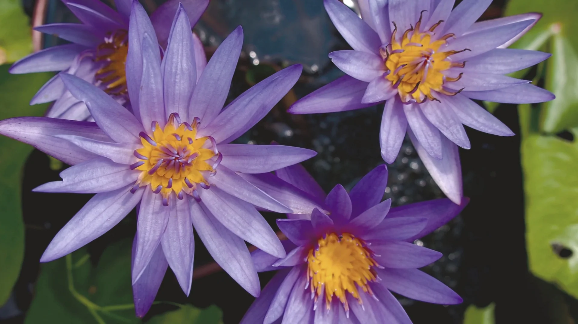 De blauwe lotus in bloei
