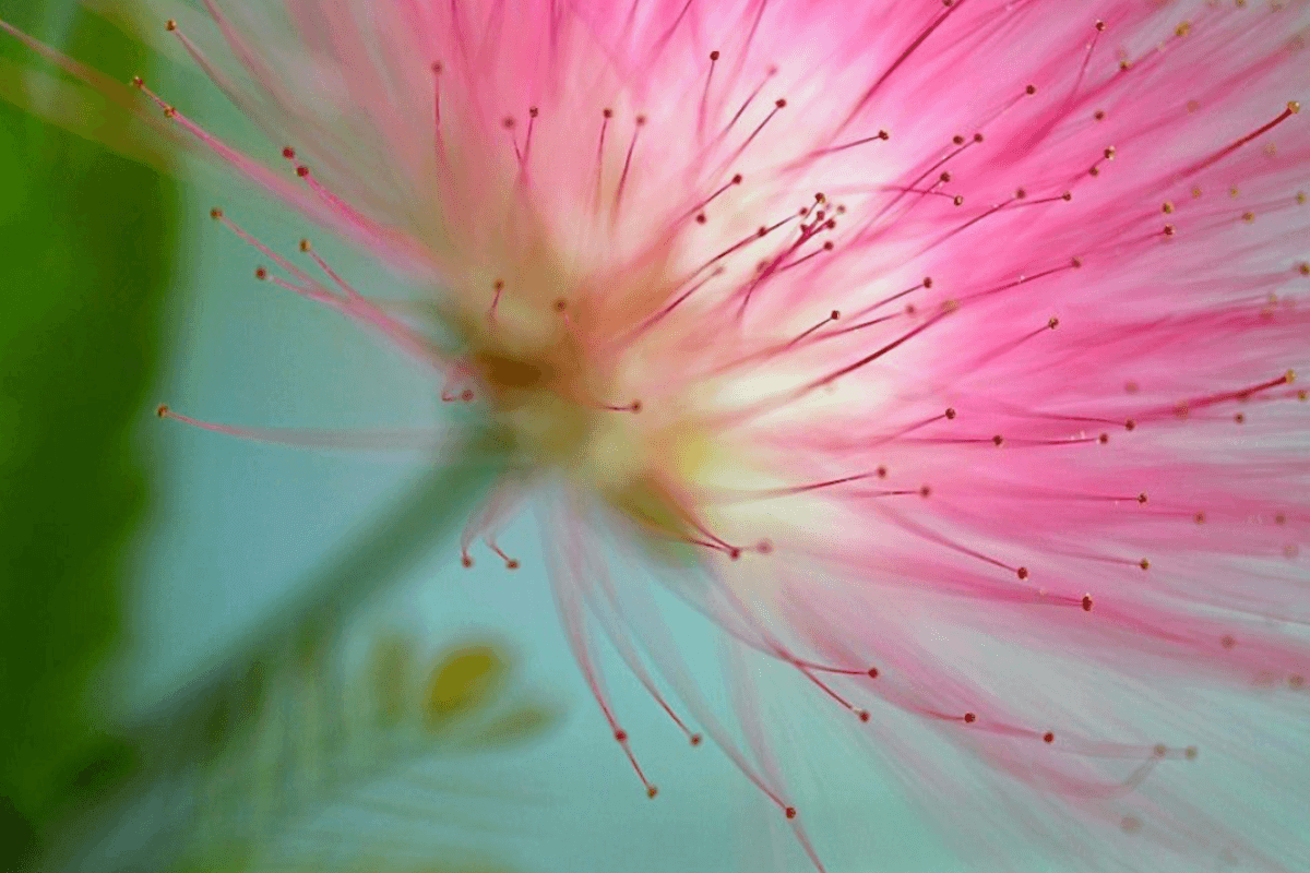 Zachte roze bloem die symbool staat voor hartopening en emotionele heling met Bobinsana