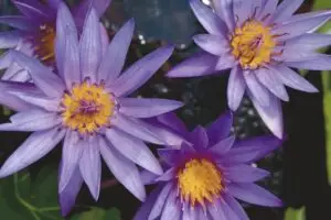 Paarse blauwe lotus bloemen op water als symbool voor rust, lucide dromen en spiritueel innerlijk werk