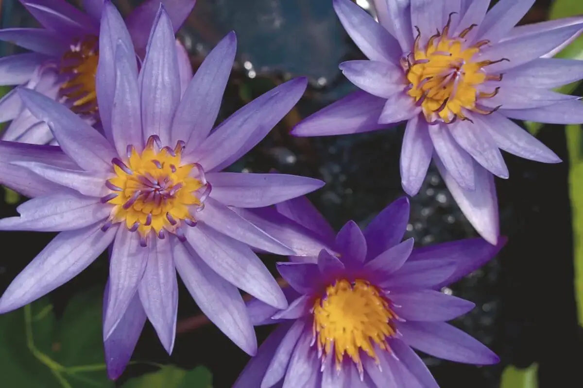 Paarse blauwe lotus bloemen op water als symbool voor rust, lucide dromen en spiritueel innerlijk werk