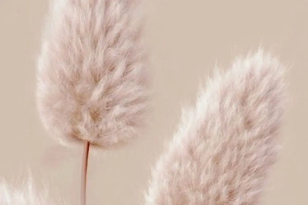 Zachte pampas grassen in beige tinten sfeerbeeld bij de Over Mij pagina van Helen Adriana, regressietherapeut en hypnosetherapeut
